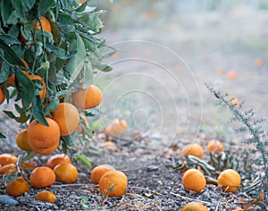 Ripe tangerines on the ground under a tree in citrus grove