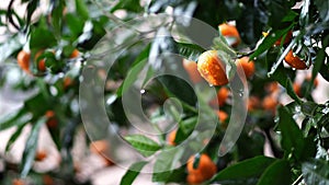 Ripe tangerines in raindrops sway on tree branches