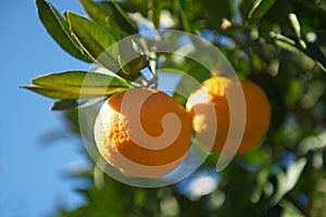 Ripe tangerines on tree photo