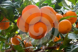 Ripe tangerines on a tree branch