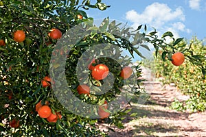 Ripe tangerines on a tree branch