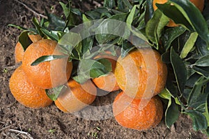 Ripe tangerines on a tree branch