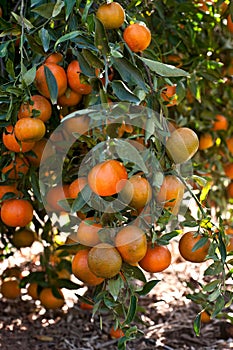 Ripe tangerines on a tree branch