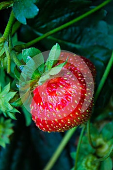 Ripe red strawberries in the garden close-up