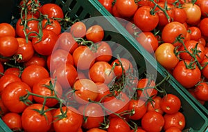 Ripe tasty red tomatoes at baazar