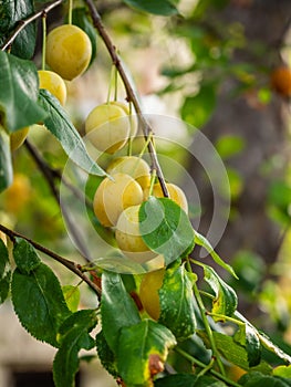 Ripe tasty yellow plums on a branch among the foliage in Greece