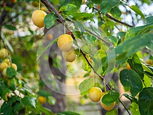 Ripe tasty yellow plums on a branch among the foliage in Greece