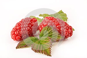 Ripe Tayberries