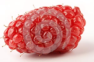Ripe Tayberry