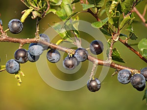 Ripe ternary fruit Prunus spinosa L. close-up