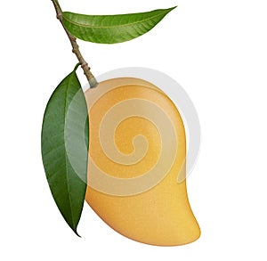 Ripe Thai mango fruit isolated white background
