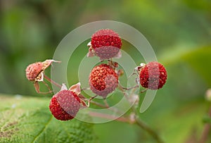 Almost Ripe Thimbleberries
