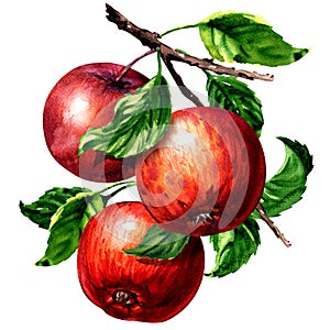 Ripe three red apples with leaves on branch isolated, watercolor illustration on white