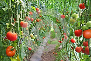 Ripe tomato