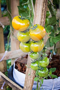 Ripe tomato on branch. Growing vegetables.