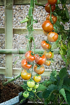 Ripe tomato on branch. Growing vegetables.