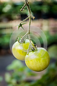 Ripe tomato on branch. Growing vegetables.