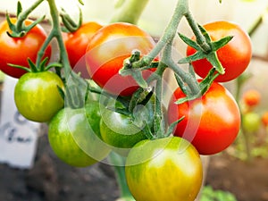 Ripe tomato cherry ready to pick, farm of tasty red tomatoes