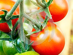 Ripe tomato cherry ready to pick, farm of tasty red tomatoes