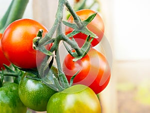 Ripe tomato cherry ready to pick, farm of tasty red tomatoes