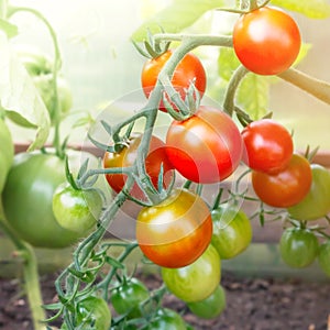 Ripe tomato cherry ready to pick, farm of tasty red tomatoes