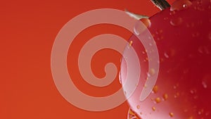 Ripe tomato in drops of water on a red studio background. Close up shot of a red tomato with dripping droplets of