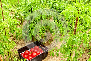 Ripe tomato harvest in the garden