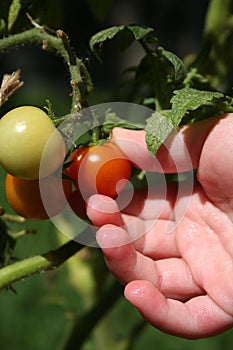 Ripe Tomato Picking