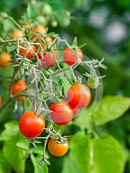 Ripe tomato plant growing. Fresh bunch of red natural tomatoes on a branch in organic vegetable garden.