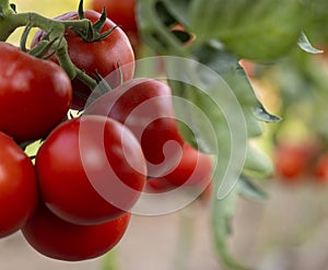 Ripe tomato plant growing in greenhouse