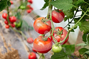 Ripe tomato plant growing in greenhouse.