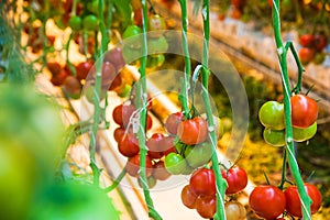 Ripe tomato plant growing in greenhouse