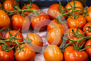 Ripe tomato plant growing in greenhouse