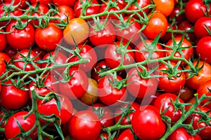 Ripe tomato plant growing in greenhouse