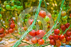 Ripe tomato plant growing in greenhouse