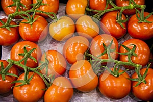 Ripe tomato plant growing in greenhouse