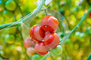 Ripe tomato plant growing in greenhouse