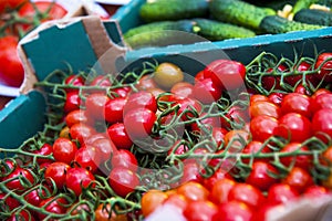 Ripe tomato plant growing in greenhouse