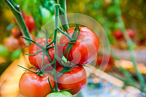 Ripe tomato plant growing in greenhouse