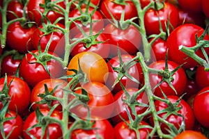 Ripe tomato plant growing in greenhouse