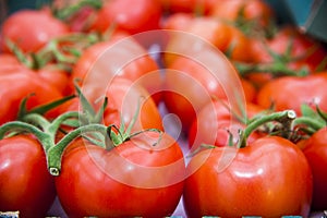 Ripe tomato plant growing in greenhouse