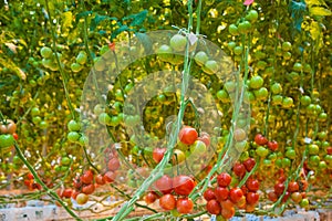 Ripe tomato plant growing in greenhouse