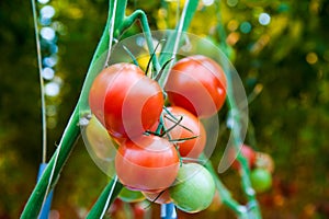 Ripe tomato plant growing in greenhouse