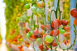 Ripe tomato plant growing in greenhouse