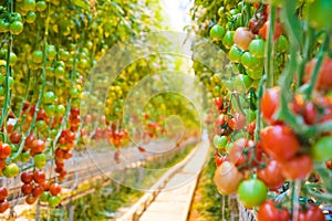 Ripe tomato plant growing in greenhouse