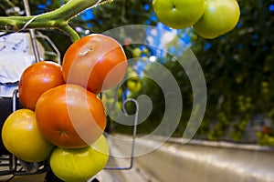 Ripe tomato plant growing in greenhouse