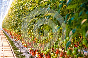 Ripe tomato plant growing in greenhouse