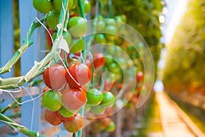 Ripe tomato plant growing in greenhouse