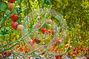 Ripe tomato plant growing in greenhouse