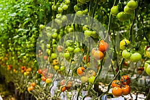 Ripe tomato plant growing in greenhouse